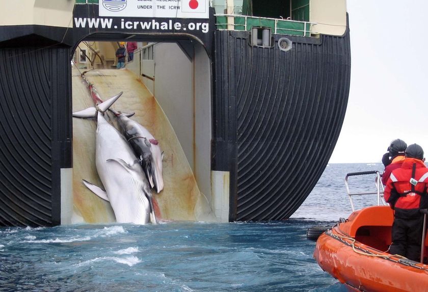 japan-whaling-2008.jpg